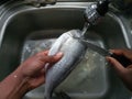 Raw sea bream washing under a tap