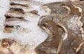 Raw sea fish Pollock and flounder among the ice in the refrigerator Royalty Free Stock Photo