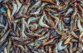 Lots of fresh raw sea shrimp Royalty Free Stock Photo