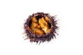 Raw sea urchin, delicacy Royalty Free Stock Photo