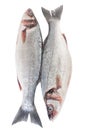 Raw Seabass Fish Isolated