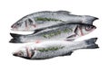 Raw seabass fish Isolated on white background. Top view. Royalty Free Stock Photo