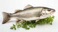 Raw seabass. One fresh sea bass fish isolated on white background with clipping path. generative ai Royalty Free Stock Photo