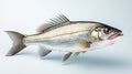 Raw seabass. One fresh sea bass fish isolated on white background with clipping path. generative ai Royalty Free Stock Photo