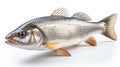 Raw seabass.One fresh sea bass. generative ai fish isolated on white background with clipping path Royalty Free Stock Photo