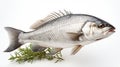 Raw seabass.One fresh sea bass. generative ai fish isolated on white background with clipping path Royalty Free Stock Photo