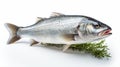 Raw seabass.One fresh sea bass. generative ai fish isolated on white background with clipping path Royalty Free Stock Photo