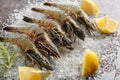 Raw Seafood black tiger prawns shrimps with lemon, herbs closeup on the ice. Horizontal Royalty Free Stock Photo