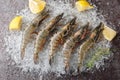 Raw Seafood black tiger prawns shrimps with lemon, herbs closeup on the ice. Horizontal top view Royalty Free Stock Photo