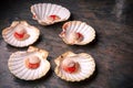 Raw seafood: scallops, langoustines, shrimps and oysters Royalty Free Stock Photo