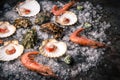 Raw seafood: scallops, langoustines, shrimps and oysters Royalty Free Stock Photo