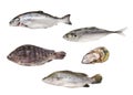 Raw seafood series -