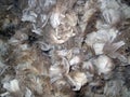 Raw Sheared Sheep Wool Royalty Free Stock Photo