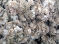 Raw Sheared Sheep Wool