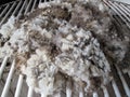 Raw Sheared Sheep Wool Royalty Free Stock Photo