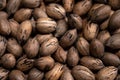 Raw in shell Pecan nuts Royalty Free Stock Photo