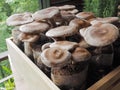 Raw shiitake mushrooms Royalty Free Stock Photo