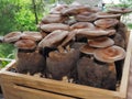 Raw shiitake mushrooms Royalty Free Stock Photo