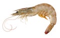 Raw shrimp Royalty Free Stock Photo