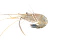 Raw shrimp isolated