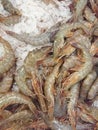 Raw shrimp Royalty Free Stock Photo