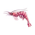 Raw shrimp watercolor image. Hand drawn single wild prawn illustration. Marine tasty seafood. Salty water animal. Pink shrimp isol