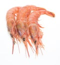 Raw shrimp in a white background