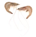 Raw shrimps Royalty Free Stock Photo