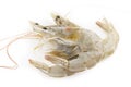 Raw Shrimps Royalty Free Stock Photo