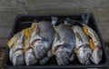 Raw silver sea bream fish Royalty Free Stock Photo