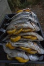 Raw silver sea bream fish Royalty Free Stock Photo