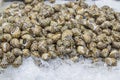 Raw snails in shells in ice for sale at fish market