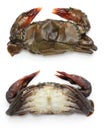 Raw soft shell crab Royalty Free Stock Photo