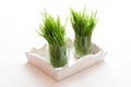 Raw sprouted wheat grains in glasses on a white tray, wheat microgreen Royalty Free Stock Photo