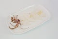 Raw squid slice on white dish isolate on white background ready Royalty Free Stock Photo