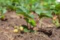 Raw Strawberry Plant Grow Royalty Free Stock Photo