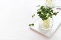 Raw sunflower microgreen sprouts in a glass on a white cutting board and background