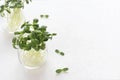 Raw sunflower microgreen sprouts in a glass on a white textured background