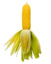 Raw sweet corn isolated on white background include clipping pat Royalty Free Stock Photo