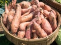 Raw sweet potatoes in organic farmer market Royalty Free Stock Photo