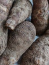 Raw taro with fine hair for steaming