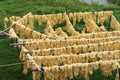 Raw of threads extracted from the cocoon of the silkworm drying outdoor. Silk handmade processing