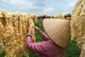 Raw of threads extracted from the cocoon of the silkworm drying outdoor, with Vietnamese woman hands separating the threads