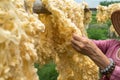 Raw of threads extracted from the cocoon of the silkworm drying outdoor, with Vietnamese woman hands separating the threads