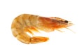 Raw tiger prawn Royalty Free Stock Photo