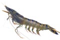Raw tiger prawn on a skewer Royalty Free Stock Photo