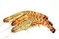 Raw tiger prawns isolated Royalty Free Stock Photo