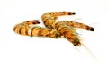 Raw tiger prawns isolated Royalty Free Stock Photo