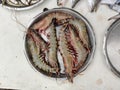 Raw tiger shrimps on Dish for sale. Royalty Free Stock Photo