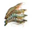 Raw tiger shrimps Royalty Free Stock Photo